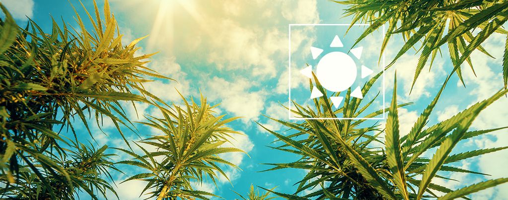 Sunlight Cannabis Plants