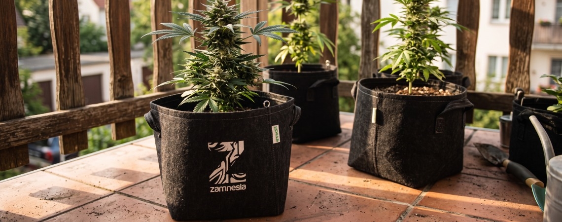 Top 10 Cannabis Strains To Grow On A Balcony Or Terrace
