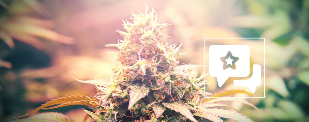 Candy Kush (Auto Seeds) feminized
