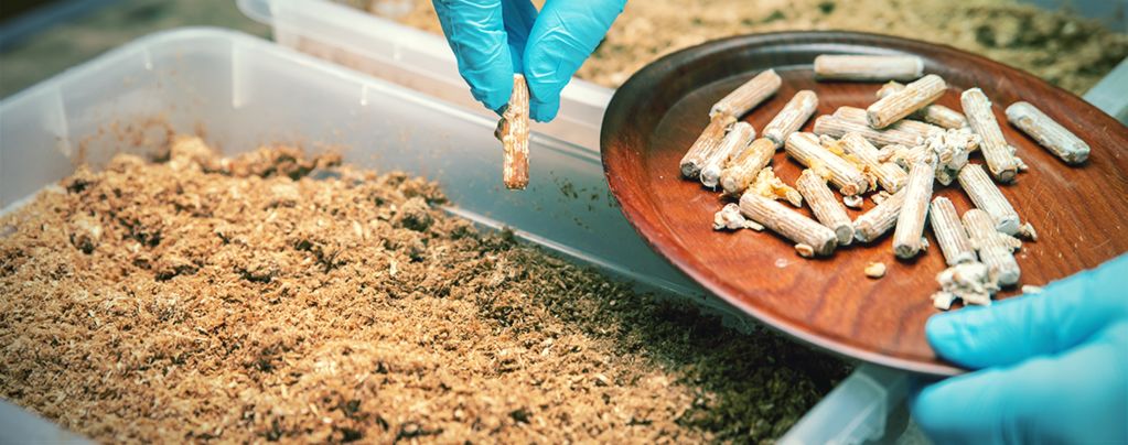 Sterile Technique For Growing Magic Mushrooms