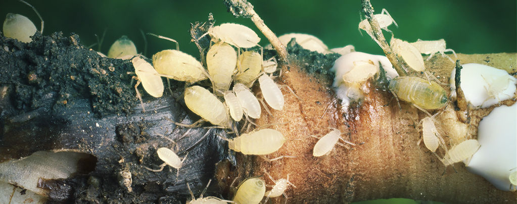 Cannabis Root Aphids