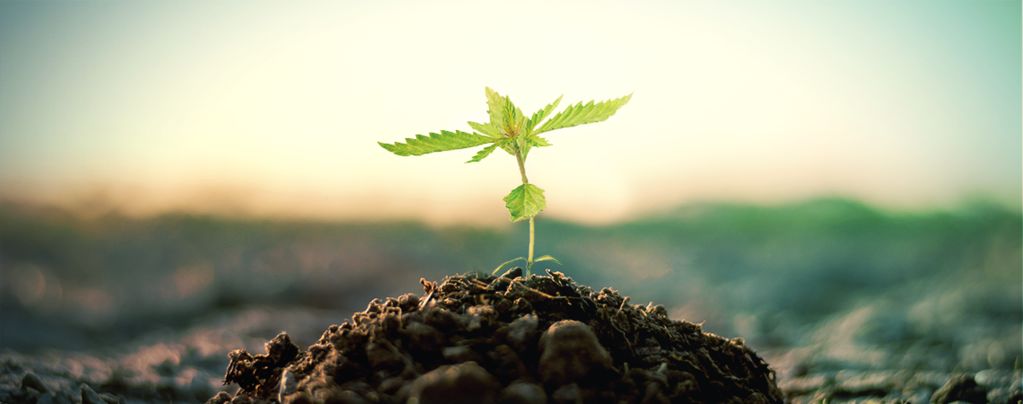 Compost For Growing Cannabis
