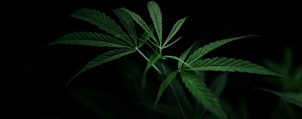 How To Control Cannabis Flowering With Light Deprivation