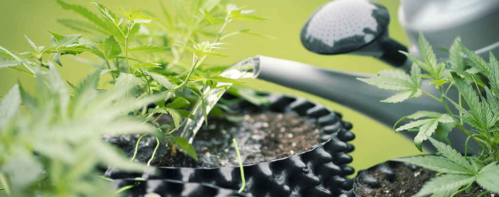 How To Use Reverse Osmosis Water To Grow Weed