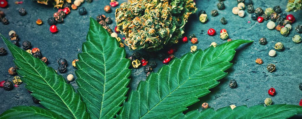 What Is Caryophyllene In Cannabis?