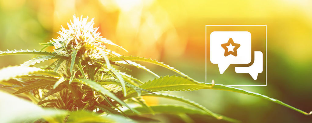 Biscotti: Kannabislajikkeen arvostelu ja tiedot