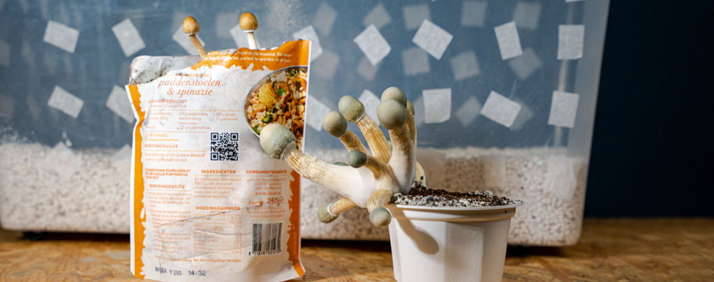 Uncle Ben’s Rice Tek: Edullinen tapa kasvattaa taikasieniä