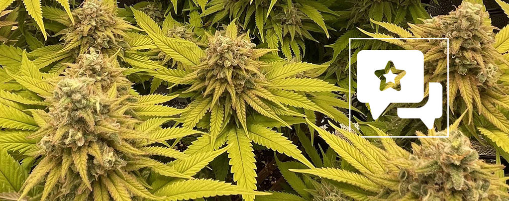 Lajikearvostelu: Kosher Kush