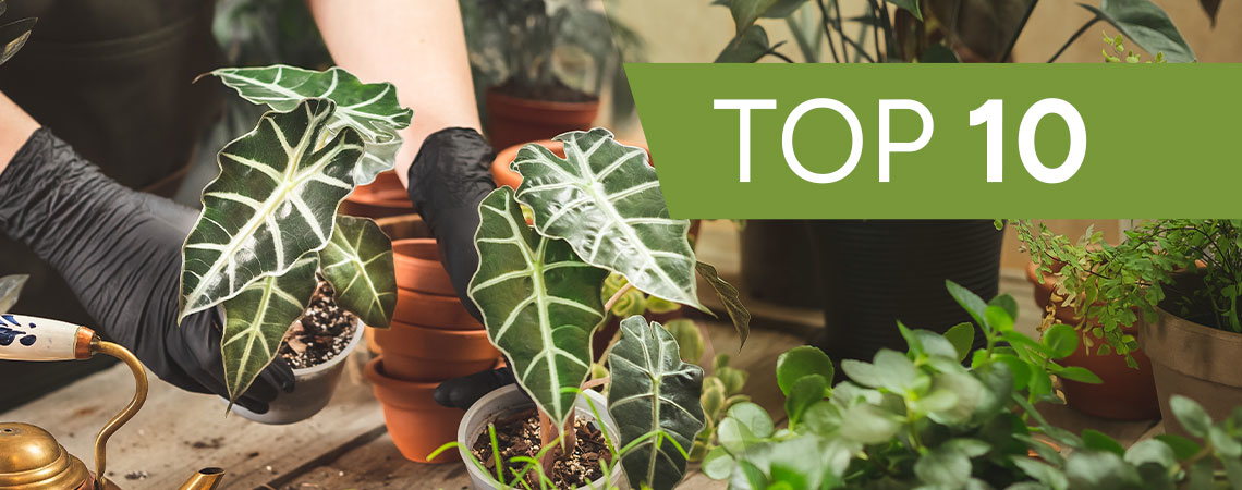 Top 10 koristekasvia sisätiloihin