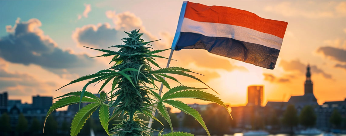 Uusi aikakausi hollantilaiselle kannabikselle, kun laillinen myynti alkaa