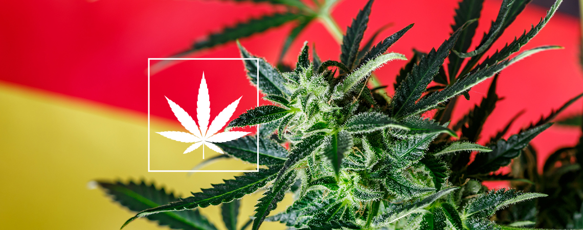Katsaus Saksan uuteen kannabiksen sosiaaliklubien kenttään