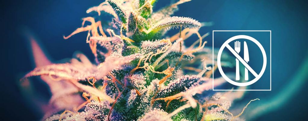 Kannabislajikkeet, jotka eivät aiheuta nälkää?