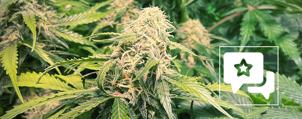 Lajikearvostelu: Pineapple Kush