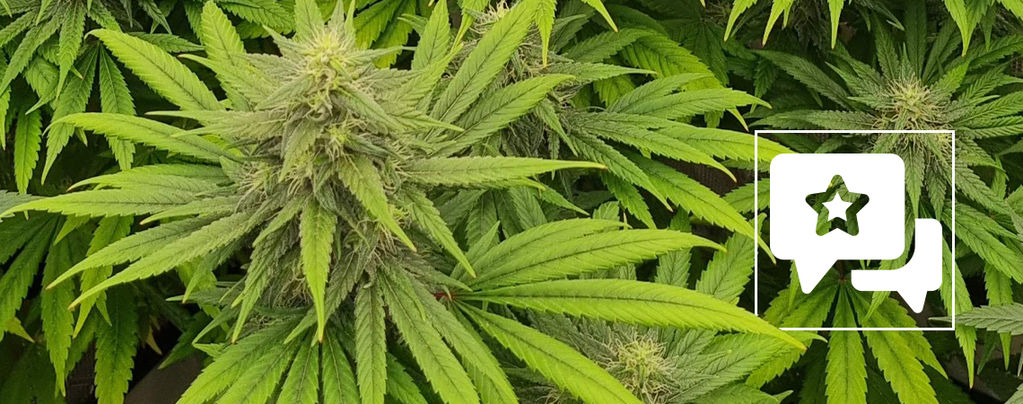 Lajikearvostelu: Pineapple Chunk