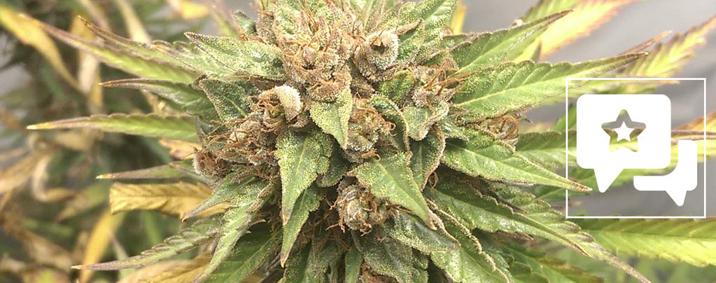 Lajikearvio: Durban Poison