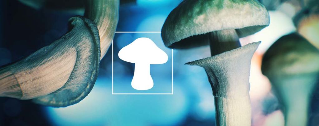 Sieni – avaruudesta tullut ulkoavaruuden ystävämme?