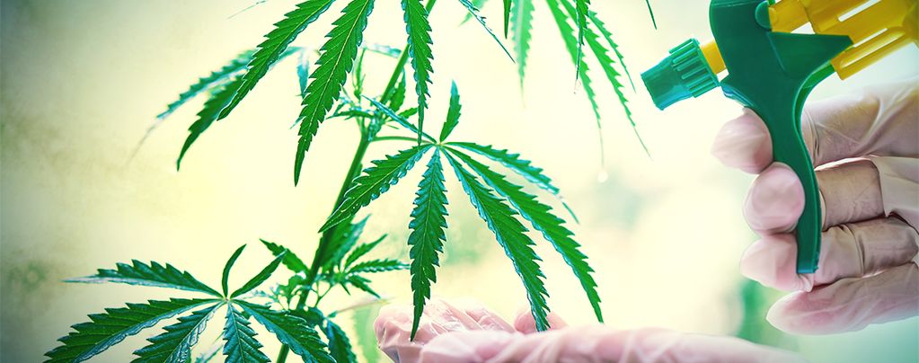 How and When to Foliar Spray Your Cannabis Plants