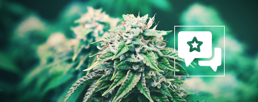 Agent Orange: kannabislajikkeen arvostelu ja tiedot