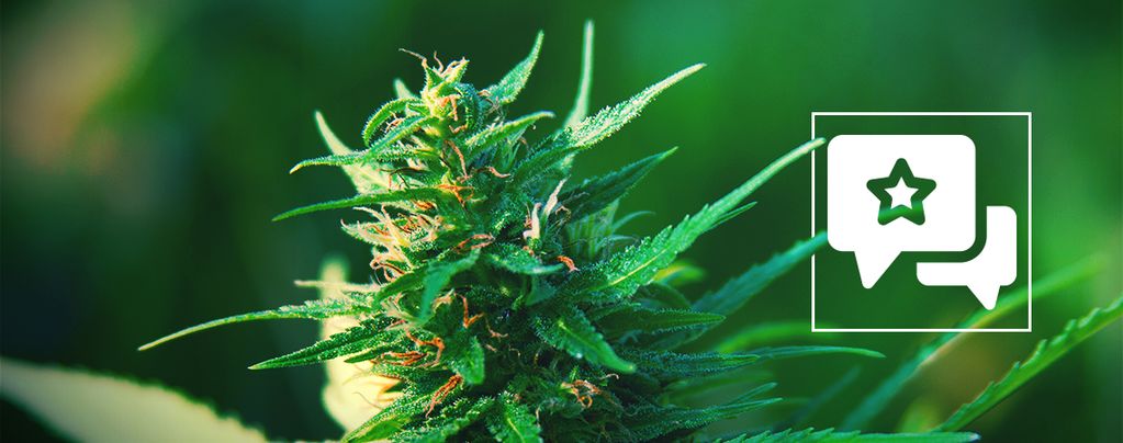 Girl Scout Cookies: kannabislajikkeen arvostelu ja tiedot