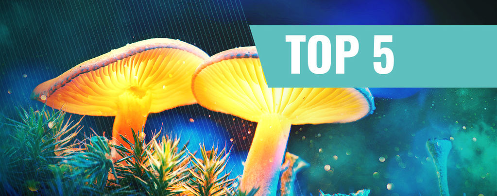 Top 5 dokumenttia taikasienistä