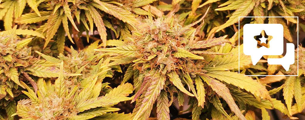Lajikearvostelu: Liberty Haze