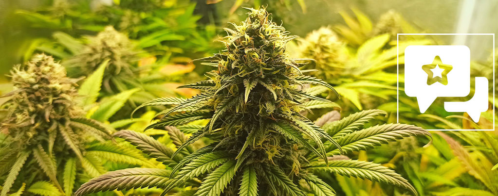 Lajikearvostelu: Super Critical