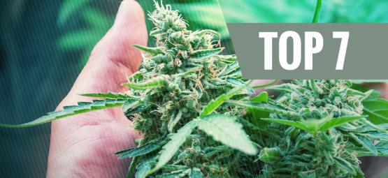 7 yleistä stressin aiheuttajaa kannabiskasville