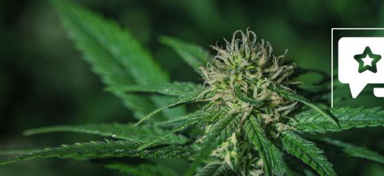 Sensi Skunk: Kannabislajikkeen arvostelu ja tiedot