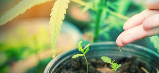 Mikä on paras vesi kannabiskasveille?