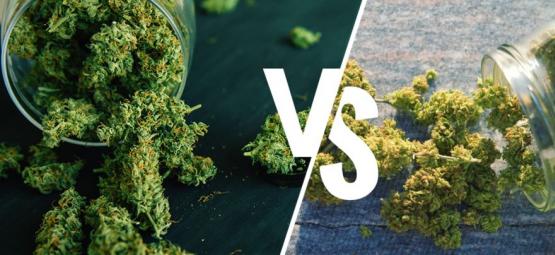 Sisällä vai ulkona kasvatettu kannabis: kumpi on parempi?