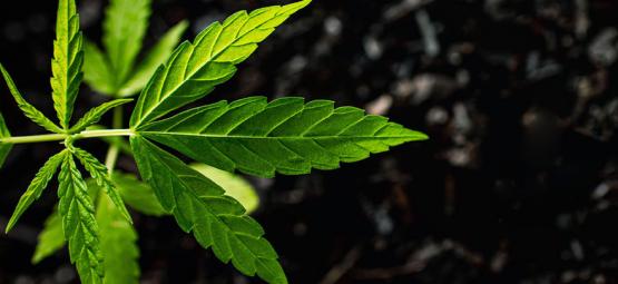 Kuinka käyttää humus- ja fulvohappoa kannabiskasveille