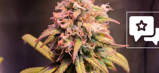 Lajikearvostelu: Shining Silver Haze (Royal Queen Seeds)