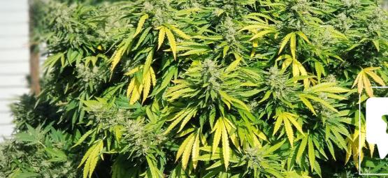 Lajikearvostelu: Critical Kush