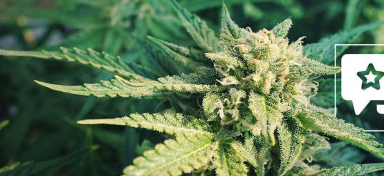 Blueberry: Kannabislajikkeen arvostelu ja tiedot