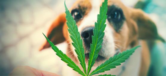 Mitä tehdä, jos lemmikkisi syö kannabistasi