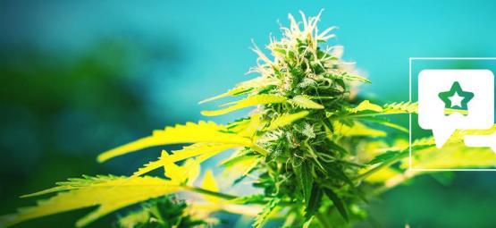 Power Flower: kannabislajikkeen arvostelu ja tiedot