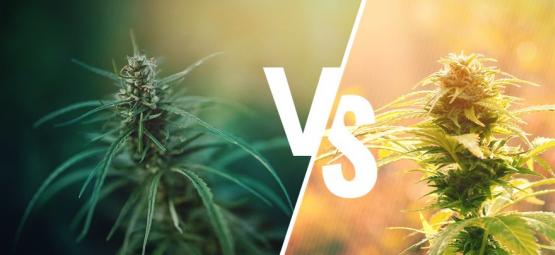 Mitä eroa on kannabiksella ja hampulla