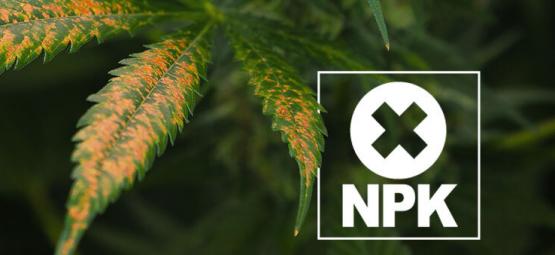 Kuinka tunnistaa ja hoitaa kannabiksen ravinnelukko