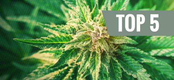 Top 5 kannabisruderalis-lajiketta