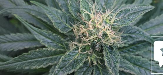 Lajikearvostelu: Royal Medic (Royal Queen Seeds)