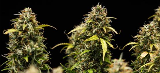 Top 10 miedot kannabislajikkeet