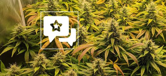 Lajikearvostelu: The Church (Greenhouse Seeds)