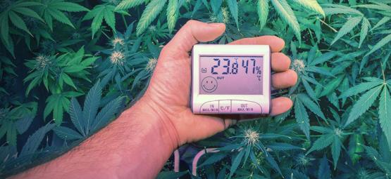 Parhaat lämpötilat kannabiksen kasvatukseen
