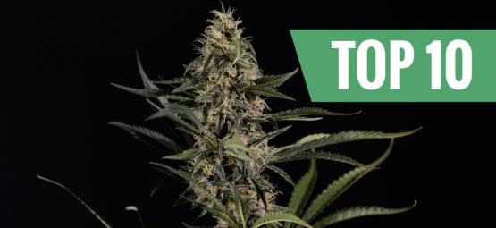 Top 10 vahvimmat ja korkeimman THC-pitoisuuden kannabislajikkeet