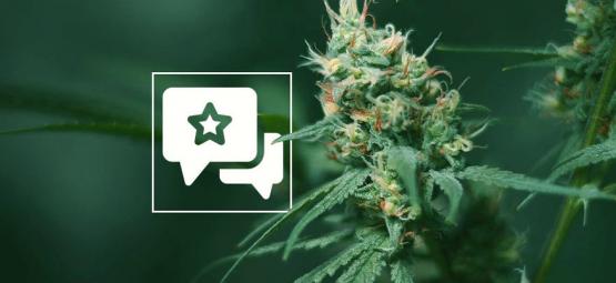 Big Buddha Cheese: kannabislajikkeen arvostelu ja tiedot