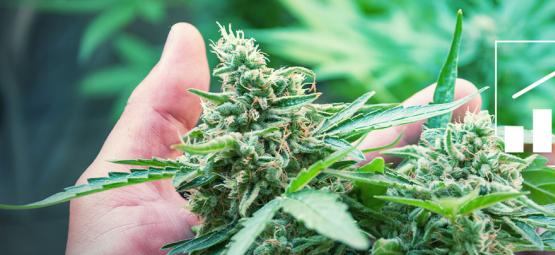6 tapaa lisätä kannabiksen satoa