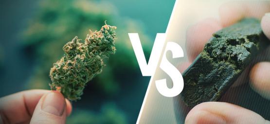 Kannabiksen ja hasiksen ero