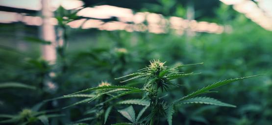 LED-kasvatusvalot: maksimoi kannabiksen sato