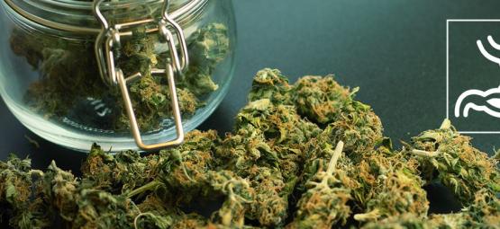 Miten kannabis vaikuttaa ruoansulatusjärjestelmään?
