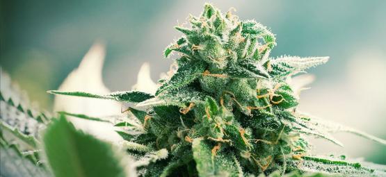 Haze-kannabiksen alkuperä